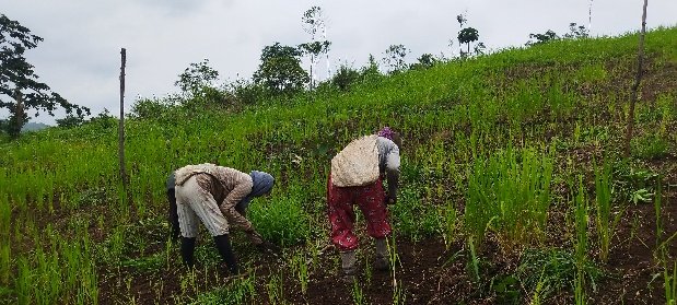 Livelihood and farming activity supported by Lemsachenlok